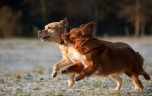 Read more about the article A cuki nyusziugrás súlyos csípő problémákat takarhat!