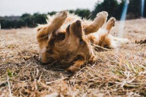 Read more about the article Kutyád folyamatosan vakarózik? Itt a megoldás!