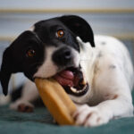 Melyik jutalomfalat a legjobb a kutyád számára?