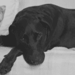 Kutyád emésztési panaszokkal küzd? A megoldás a fermentált rostok.