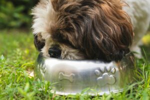 Read more about the article Probiotikumok a kutyatálban: Hogyan segíthet a fermentáció kedvenced egészségén?